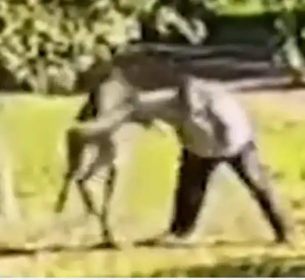 Kangaroo Kills Man Who Tried To Keep It As A Pet (Photo)