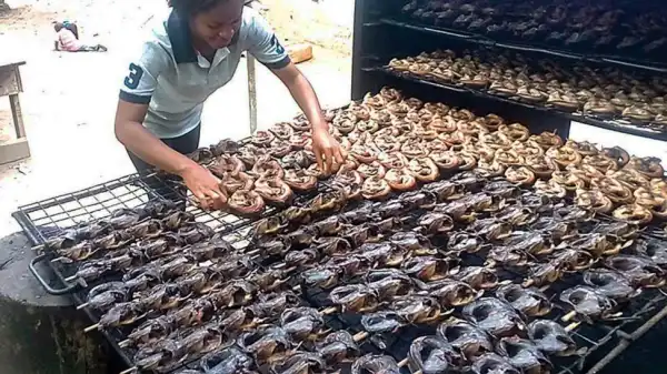 Nigeria Loses Over N20b To Processed Fish Export Ban