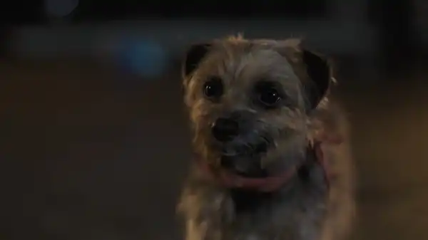Strays Trailer: Will Ferrell Is on a Quest to Bite Off Will Forte’s Dick