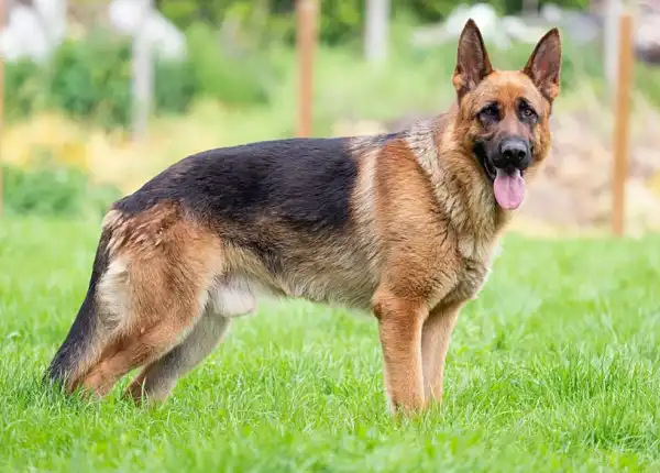 Tragedy As Dogs Injure Woman And Kill Her Baby In Osun