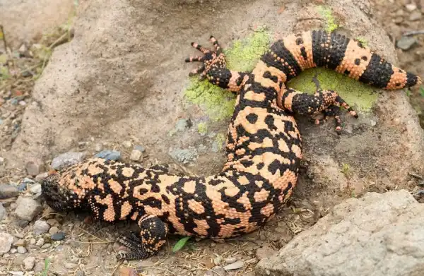 Colorado Man Dies After Being Bitten By His Pet Lizard