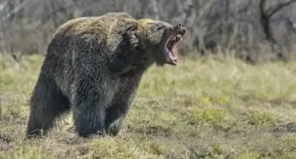 Bear kills jogger in Italy