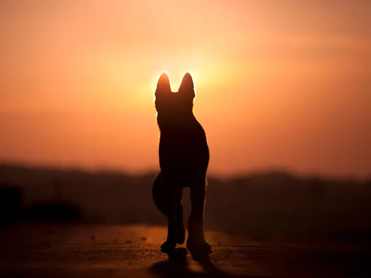 Dog shoots and kills owner during hunting trip