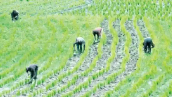 4 Sokoto Farmers Killed For Refusing To Allow Cattle Feed On Their Crops