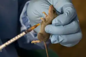 Ondo: Lassa fever kills 12, over 100 cases confirmed