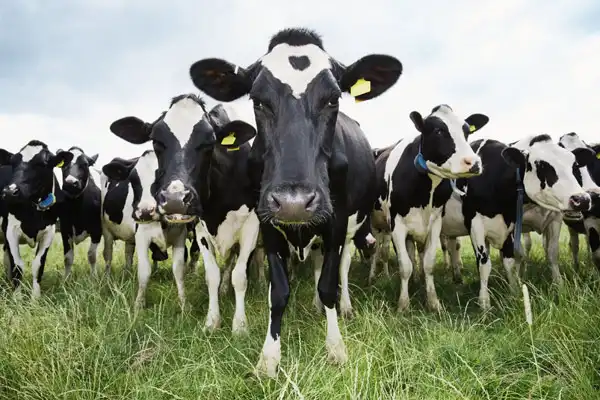 Kano Government Budgets N9.2 Million To Purchase Five Cows