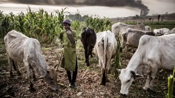 Suspected Herdsmen Murder Hearing Impaired Man In Delta Community