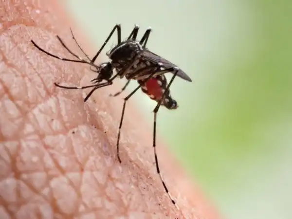 WHO Issues Serious Warning About Malaria In The Heat Of The Coronavirus Pandemic
