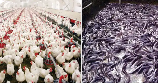 Poultry farmers, Lagos govt tackle egg glut problem