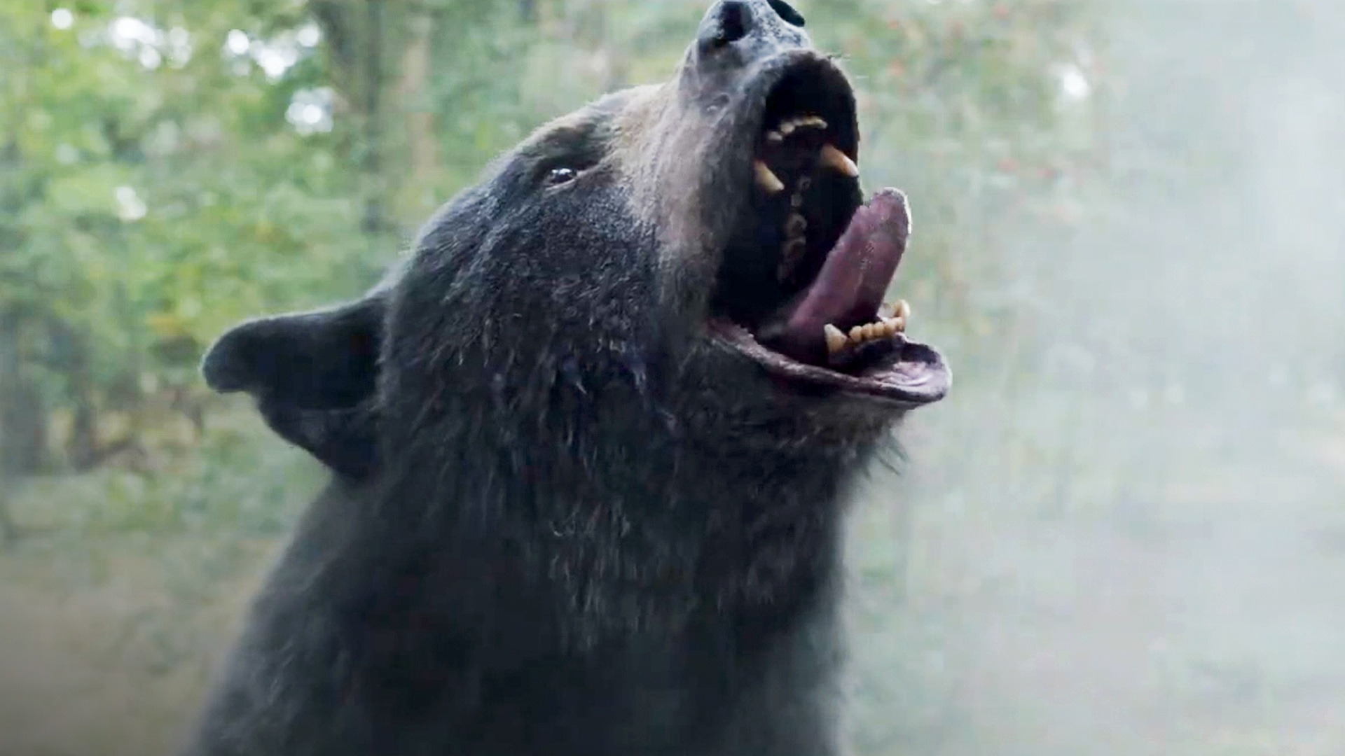 Cocaine Bear Peacock Release Date Set for Streaming Debut