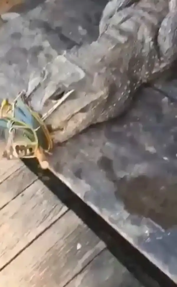 Crocodile Spotted Being Sold At A Market In Nigeria (Video)
